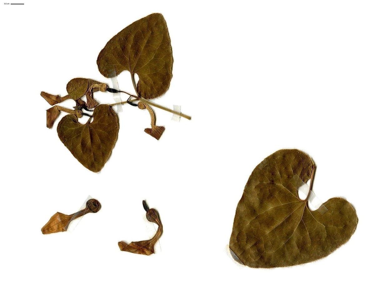 Aristolochia clematitis (Aristolochiaceae)